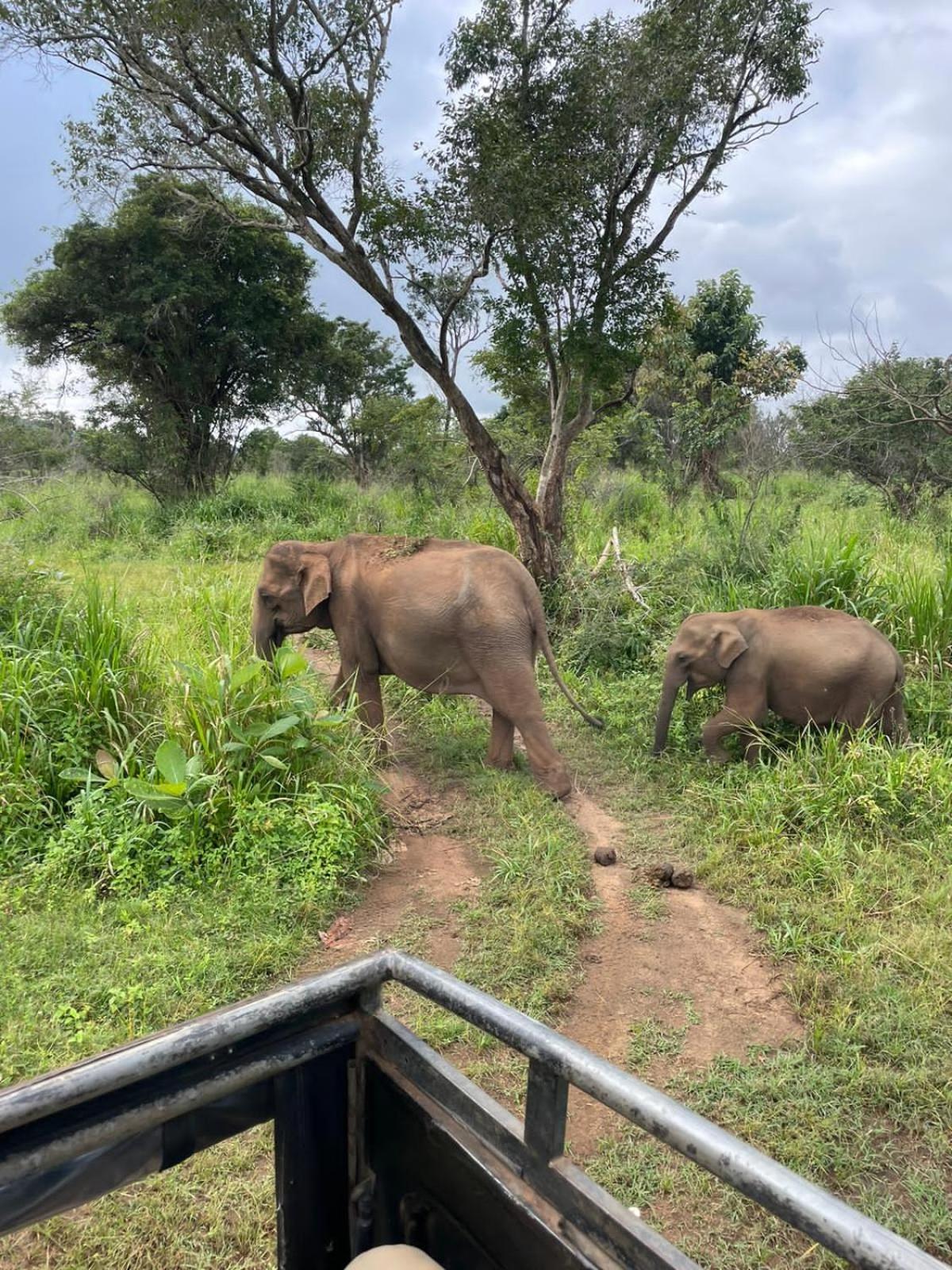 Elephant Safari Lodge Sigiriya Junction Хабарана Екстериор снимка