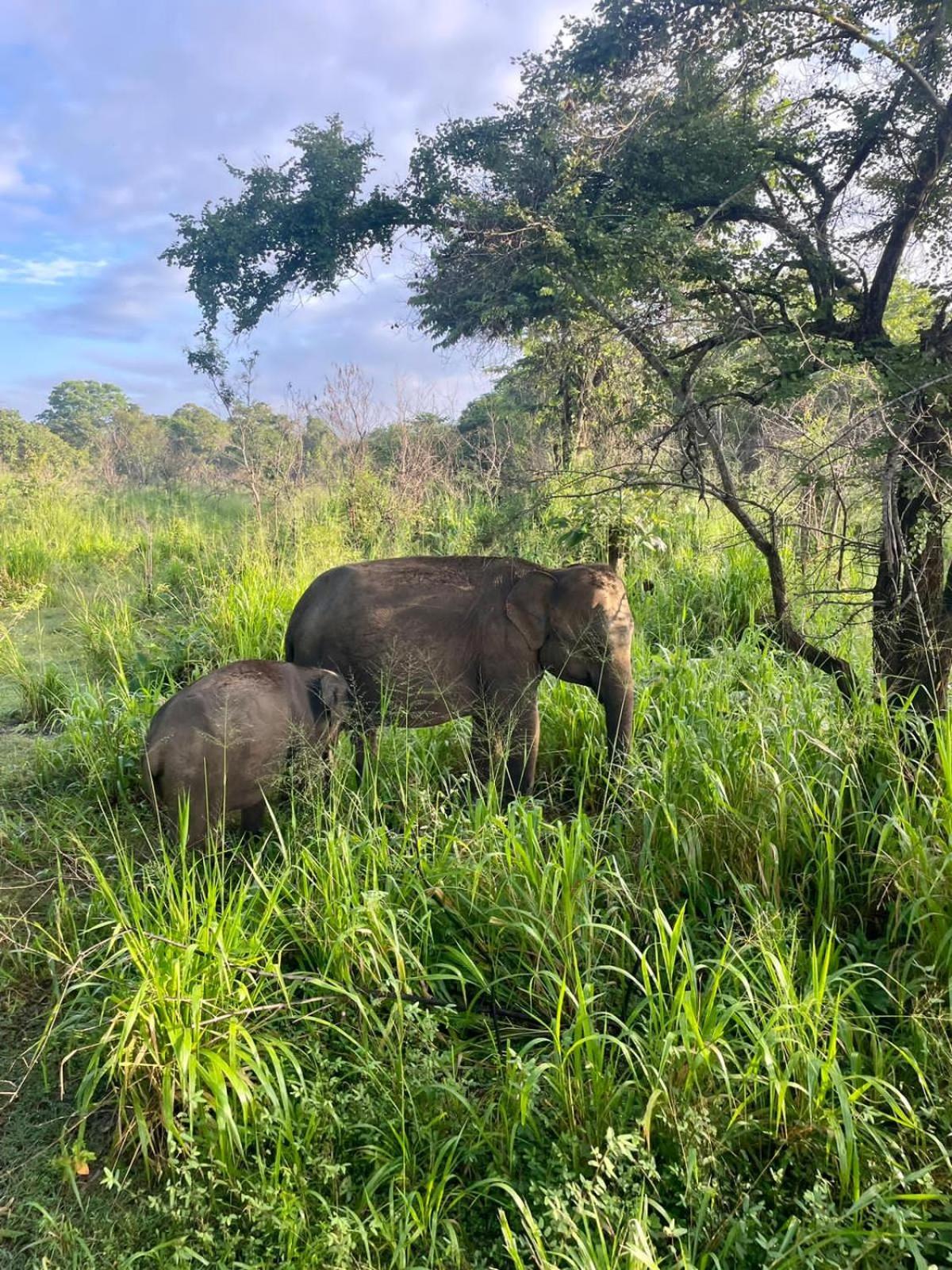 Elephant Safari Lodge Sigiriya Junction Хабарана Екстериор снимка
